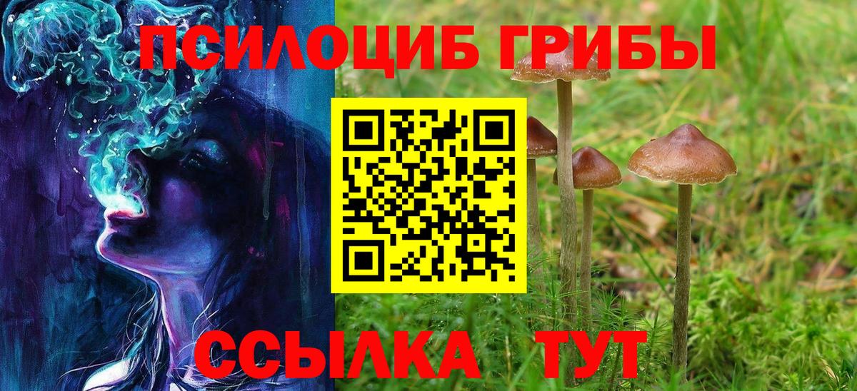 Галлюциногенные грибы Psilocybe Хасавюрт